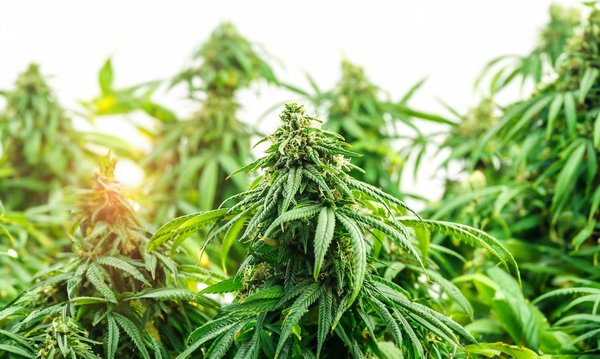 Comment comparer les sites de cbd : les produits offerts sont-ils légaux ?